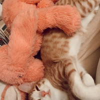 Sarman, Kedi  Romeo fotoğrafı