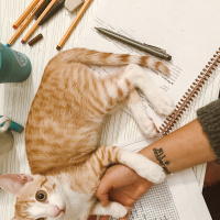 Sarman, Kedi  Romeo fotoğrafı