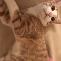 Sarman, Kedi  Romeo fotoğrafı