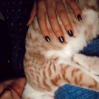 Sarman, Kedi  Romeo fotoğrafı