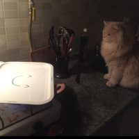 Chinchilla, Kedi  EROS fotoğrafı
