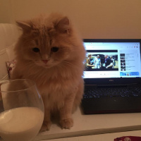 Chinchilla, Kedi  EROS fotoğrafı