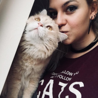 Chinchilla, Kedi  EROS fotoğrafı