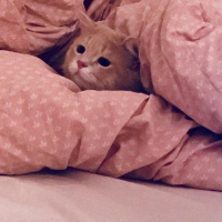 Chinchilla, Kedi  EROS fotoğrafı