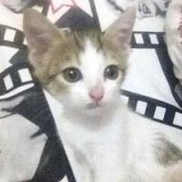 Tekir Kedi, Kedi  Luke Skywalker fotoğrafı