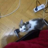 Tekir Kedi, Kedi  Luke Skywalker fotoğrafı