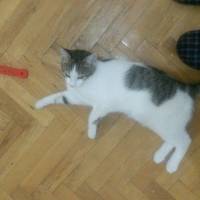 Tekir Kedi, Kedi  Luke Skywalker fotoğrafı