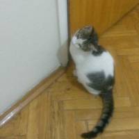 Tekir Kedi, Kedi  Luke Skywalker fotoğrafı