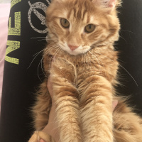 Sarman, Kedi  Coco fotoğrafı
