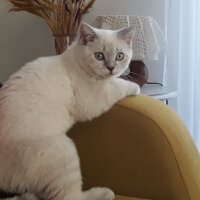 Scottish Fold, Kedi  Maya fotoğrafı