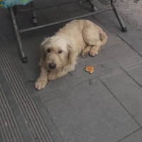 Welsh Terrier, Köpek  Coffe fotoğrafı