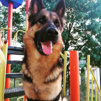 Alman Çoban Köpeği, Köpek  Eyes fotoğrafı