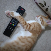 Sarman, Kedi  Mercan fotoğrafı