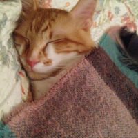 Sarman, Kedi  Mercan fotoğrafı