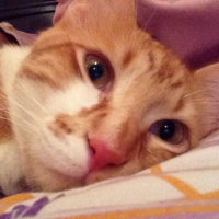 Sarman, Kedi  Mercan fotoğrafı