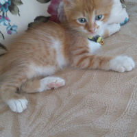 Sarman, Kedi  Mercan fotoğrafı