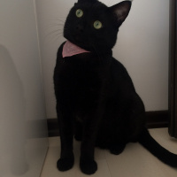 Bombay, Kedi  Black fotoğrafı