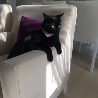 Bombay, Kedi  Black fotoğrafı