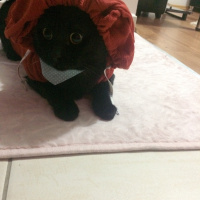 Bombay, Kedi  Black fotoğrafı