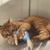Sarman, Kedi  Leonidas fotoğrafı