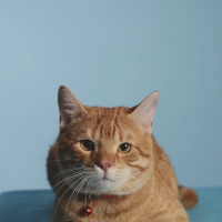 Sarman, Kedi  Leonidas fotoğrafı