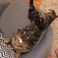 Tekir Kedi, Kedi  Simba fotoğrafı