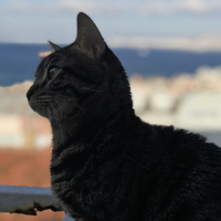 Tekir Kedi, Kedi  Simba fotoğrafı