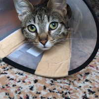 Tekir Kedi, Kedi  Nala fotoğrafı
