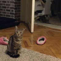 Tekir Kedi, Kedi  Nala fotoğrafı