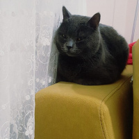 British Shorthair, Kedi  Duman fotoğrafı