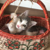 Tekir Kedi, Kedi  Luna fotoğrafı