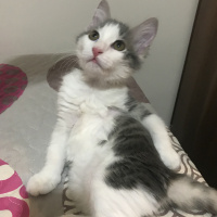 Tekir Kedi, Kedi  Luna fotoğrafı