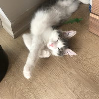 Tekir Kedi, Kedi  Luna fotoğrafı