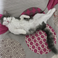 Tekir Kedi, Kedi  Luna fotoğrafı