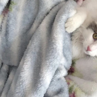 Tekir Kedi, Kedi  Luna fotoğrafı