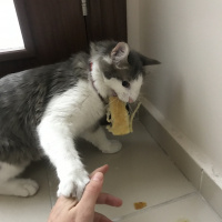 Tekir Kedi, Kedi  Luna fotoğrafı