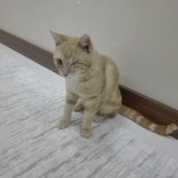 Sarman, Kedi  Korsan fotoğrafı