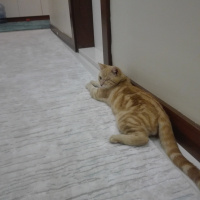 Sarman, Kedi  Korsan fotoğrafı