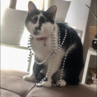 Tekir Kedi, Kedi  Sofi fotoğrafı