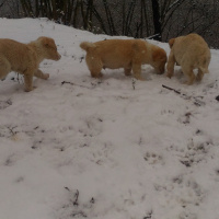 Kangal, Köpek  Isımsız fotoğrafı