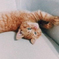 Sarman, Kedi  Kaju fotoğrafı