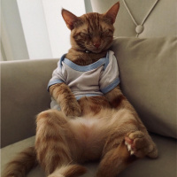 Sarman, Kedi  Kaju fotoğrafı