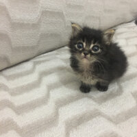 Maine Coon, Kedi  Holy fotoğrafı