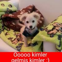 Pomeranyalı, Köpek  Prens fotoğrafı