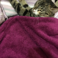 Tekir Kedi, Kedi  Tantuni fotoğrafı