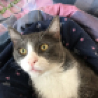 Tekir Kedi, Kedi  Karen fotoğrafı