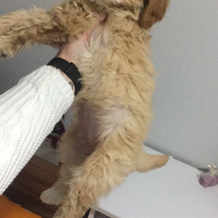 Maltese, Köpek  jessica fotoğrafı