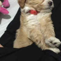 Maltese, Köpek  jessica fotoğrafı