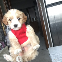 Maltese, Köpek  jessica fotoğrafı