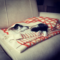 Tekir Kedi, Kedi  Pamuk fotoğrafı